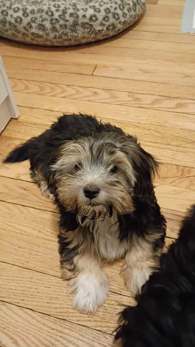 3 Girl Morkies available. image 1