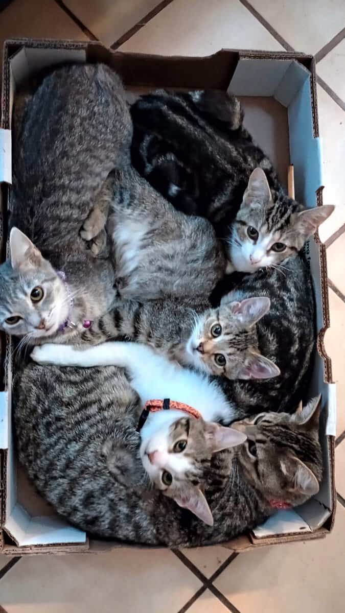Kittens and Cats for adoption image 1