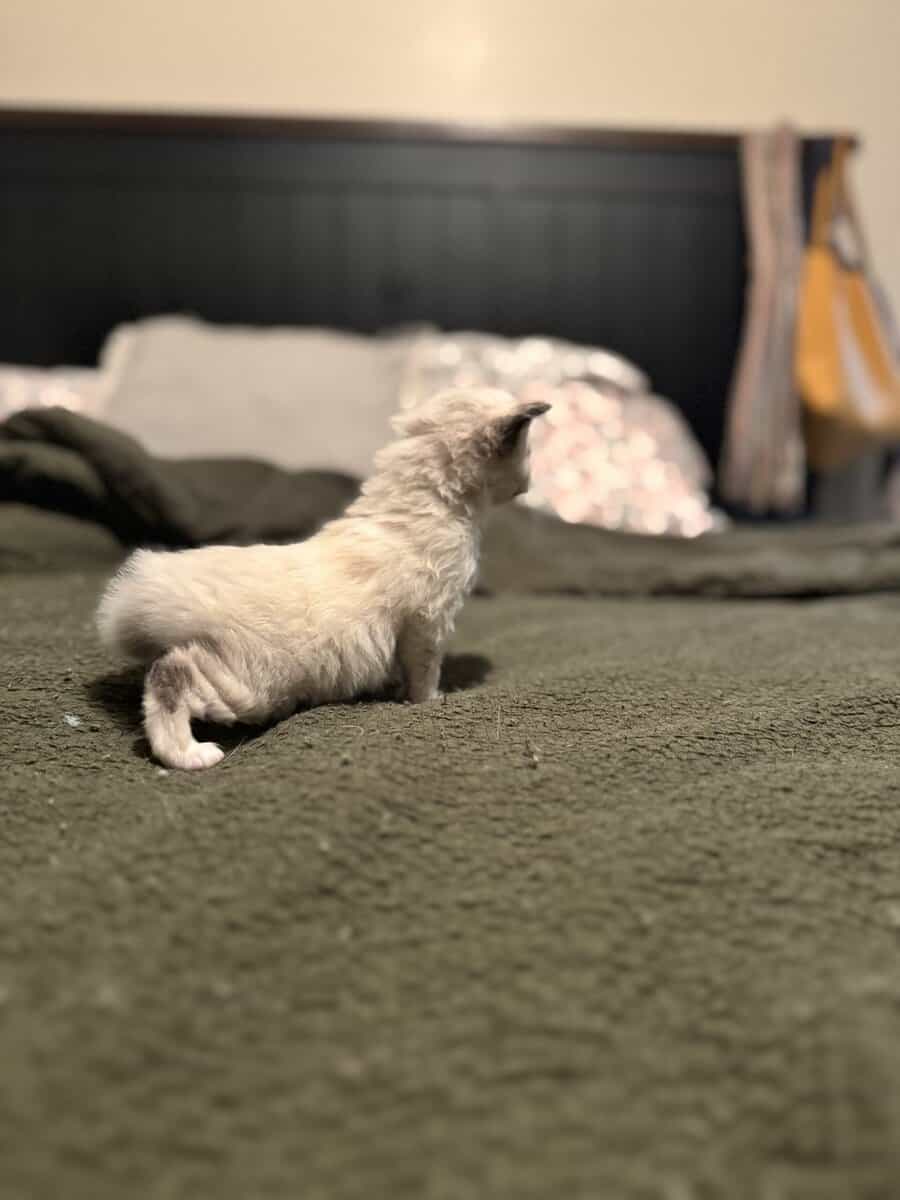 Furever Love image 10