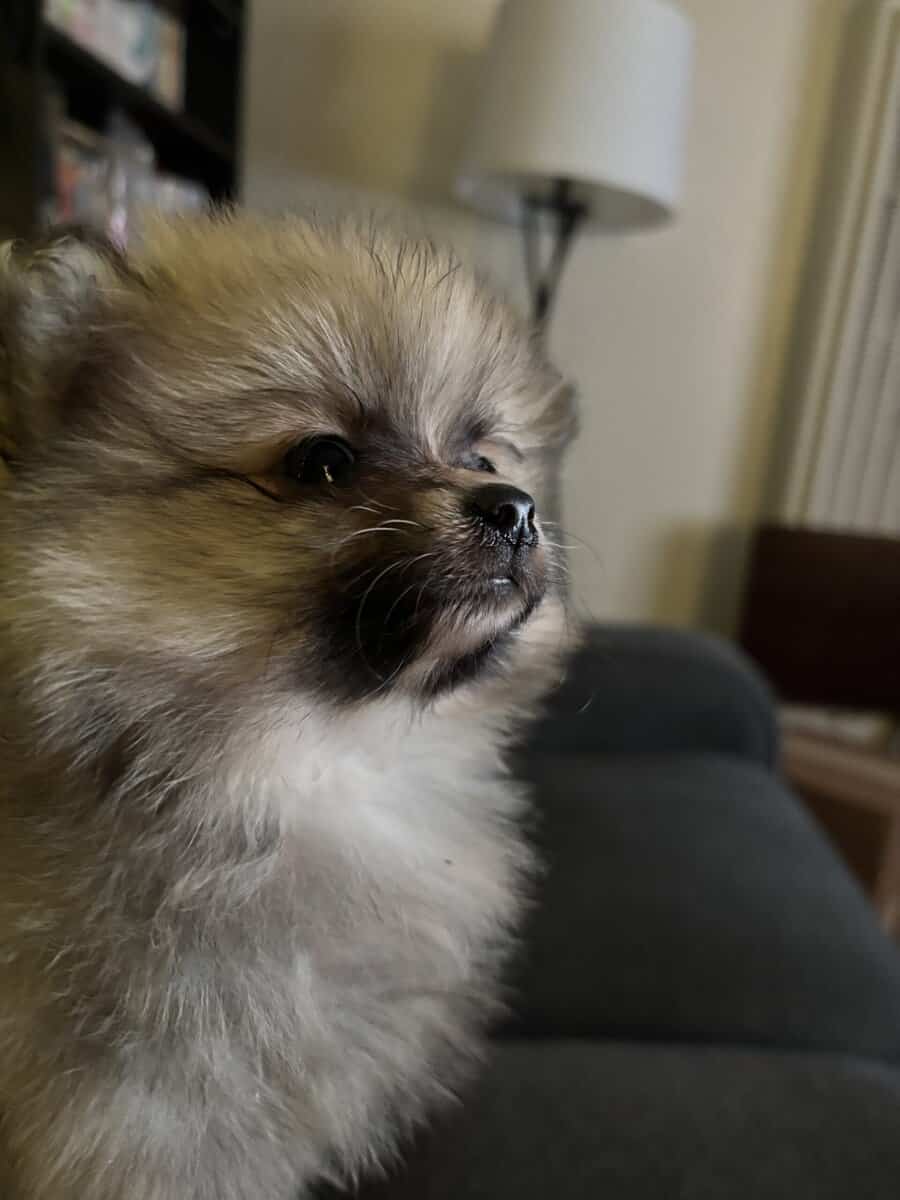 Pomeranian puppy image 3