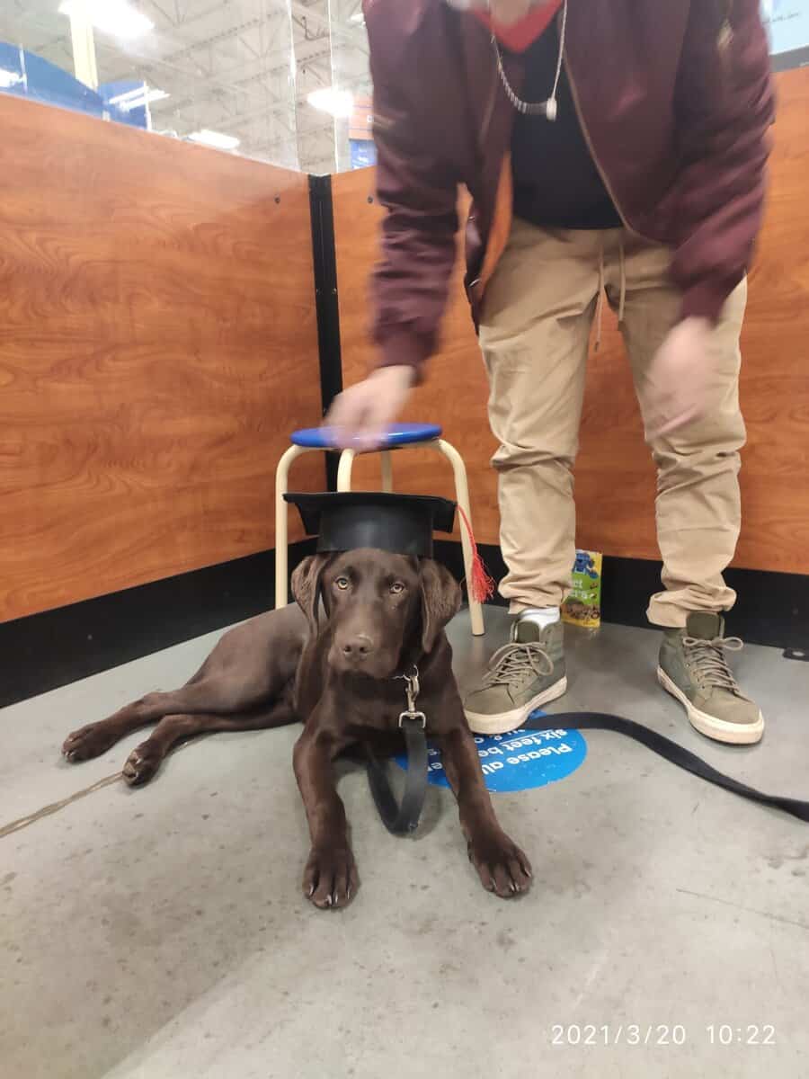 Lab mix Germán shorthaired pointer image 8