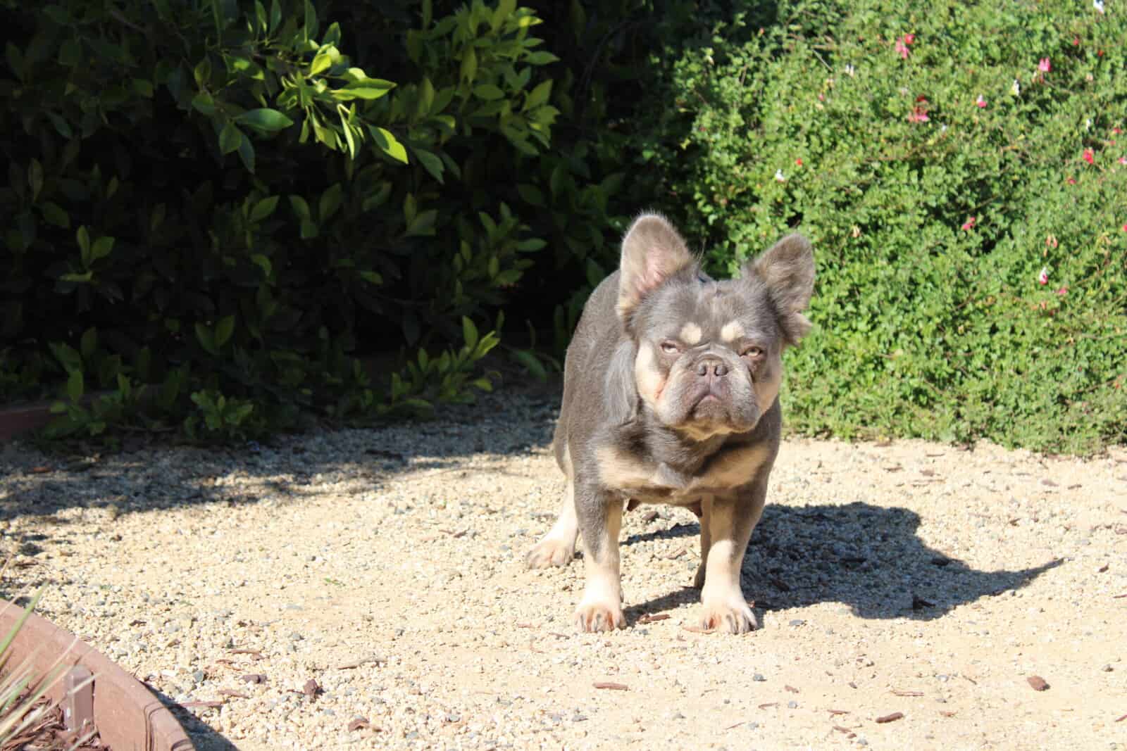 French Bulldog Fluffy Missi image 1