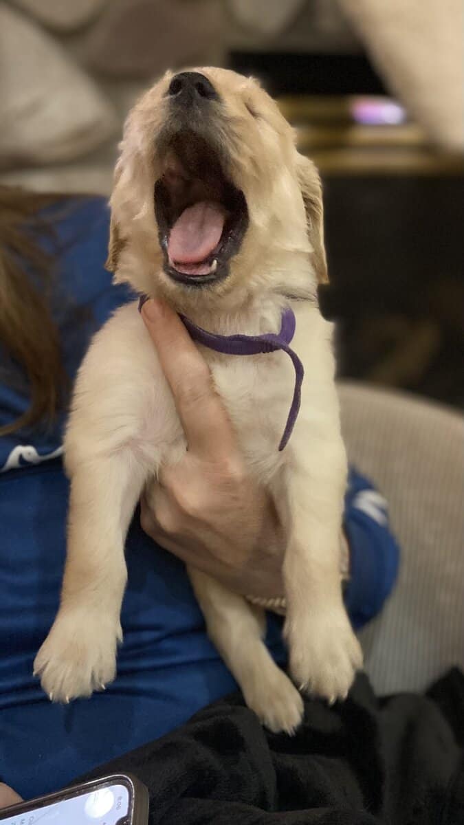 F1B Goldendoodle puppies (4 weeks old)Cadillac MI image 3