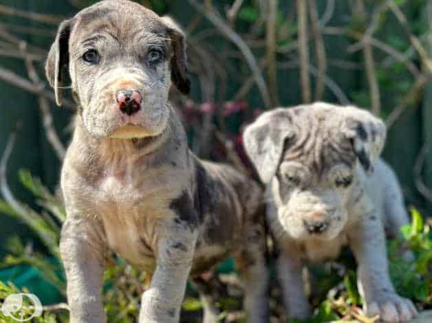Adorable Great Dane puppies image 2