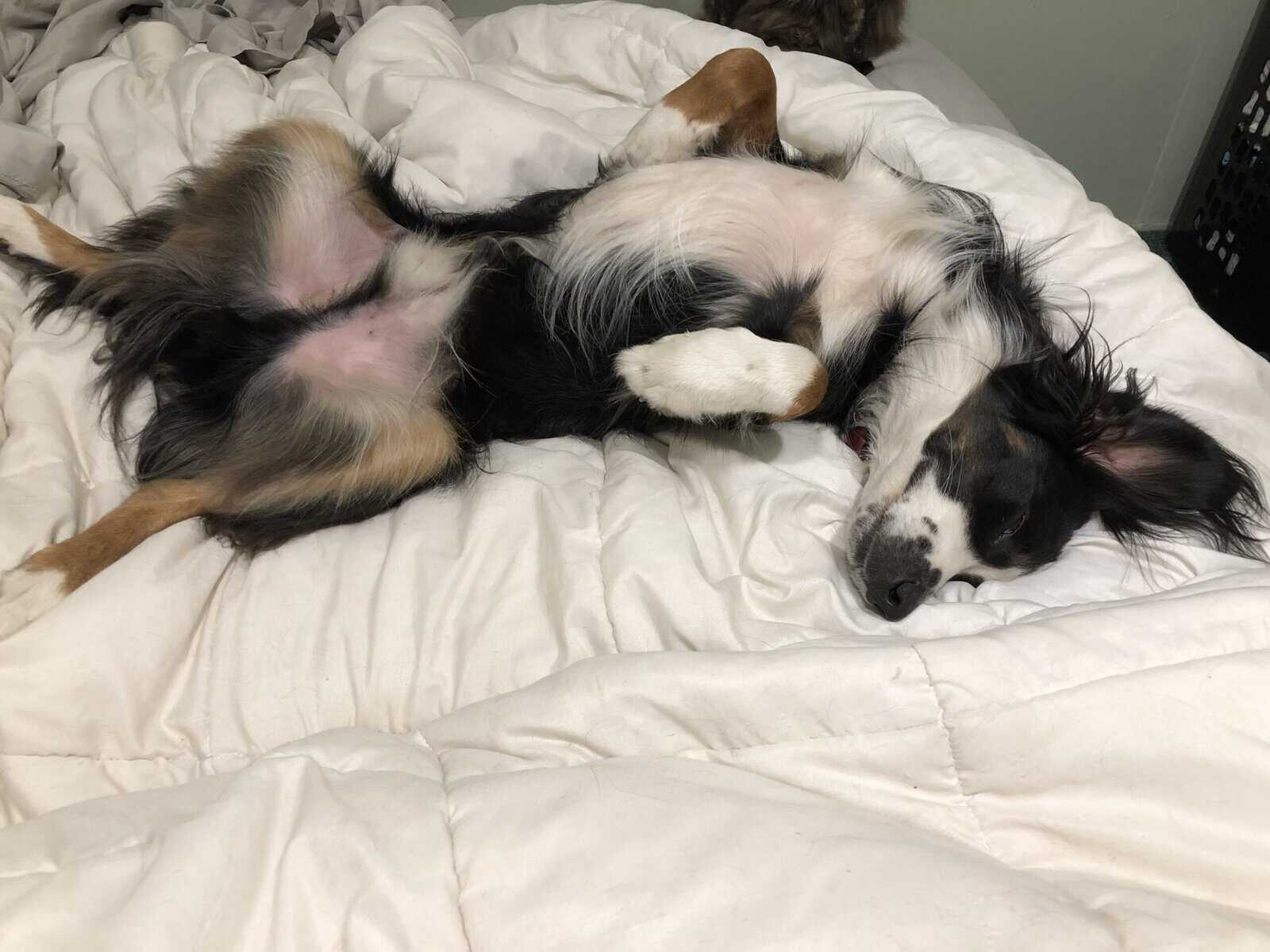 Your Hiking, Running, Couch-Cuddling Partner image 6