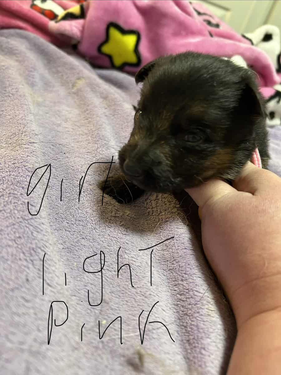 German Shepherd puppies image 4
