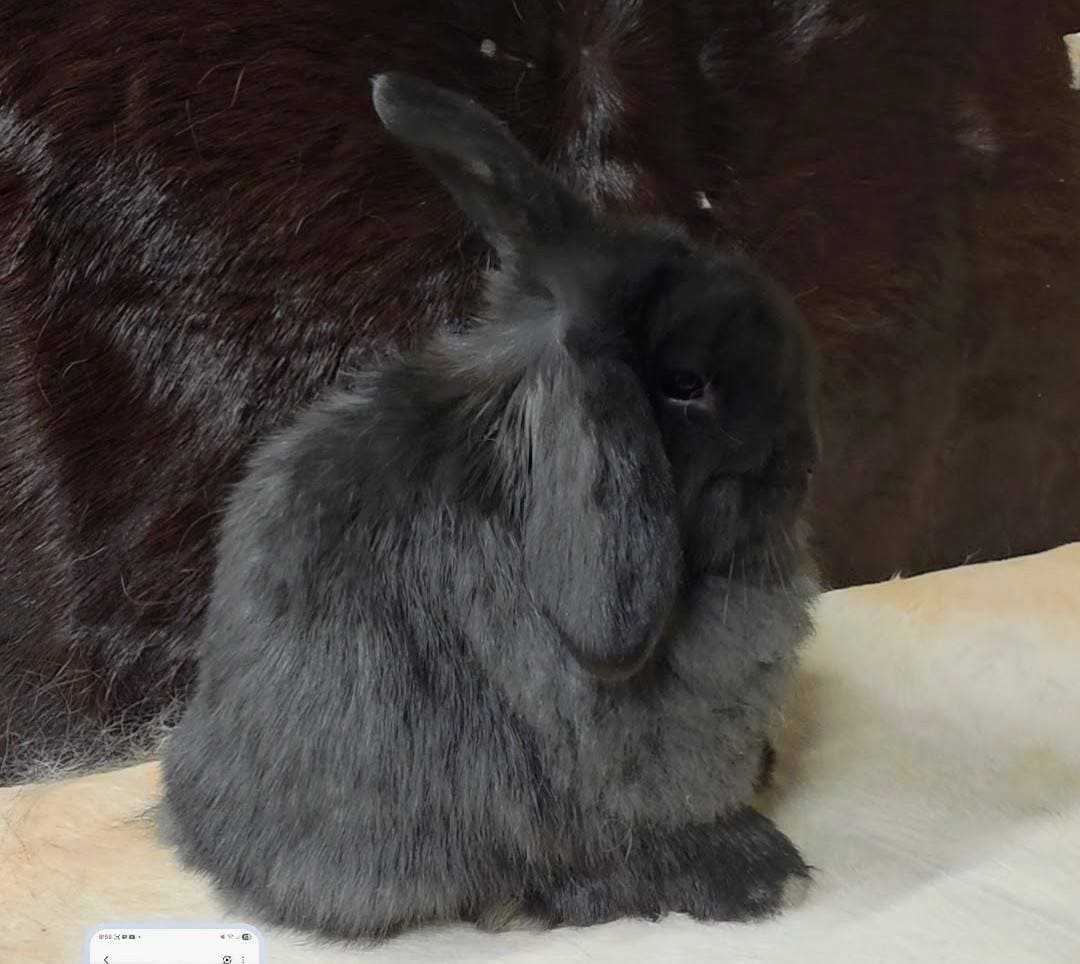 Quality Holland Lop rabbit for sale image 4