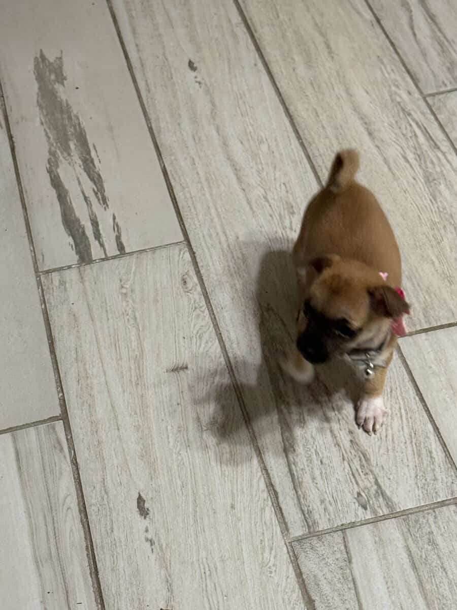 Lola needs new home image 4