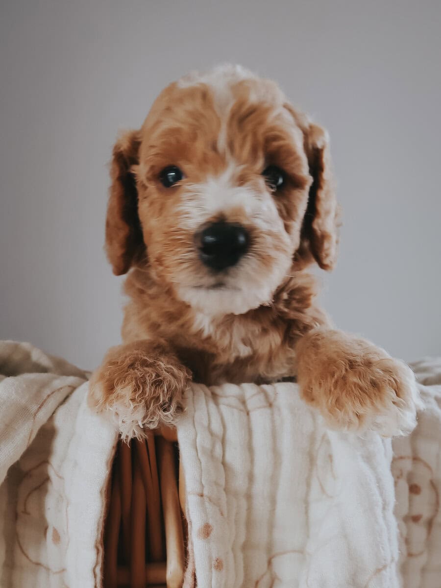 Multi-Gen Doodle Puppies for sale! image 12