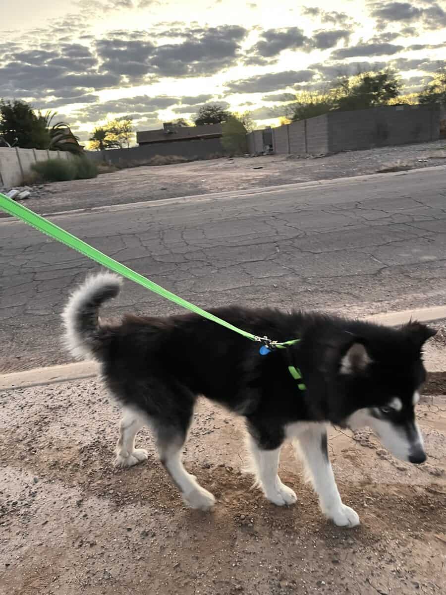 Male Husky image 2