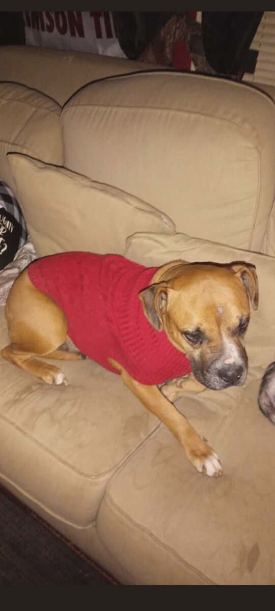 Boxer pit mix image 1