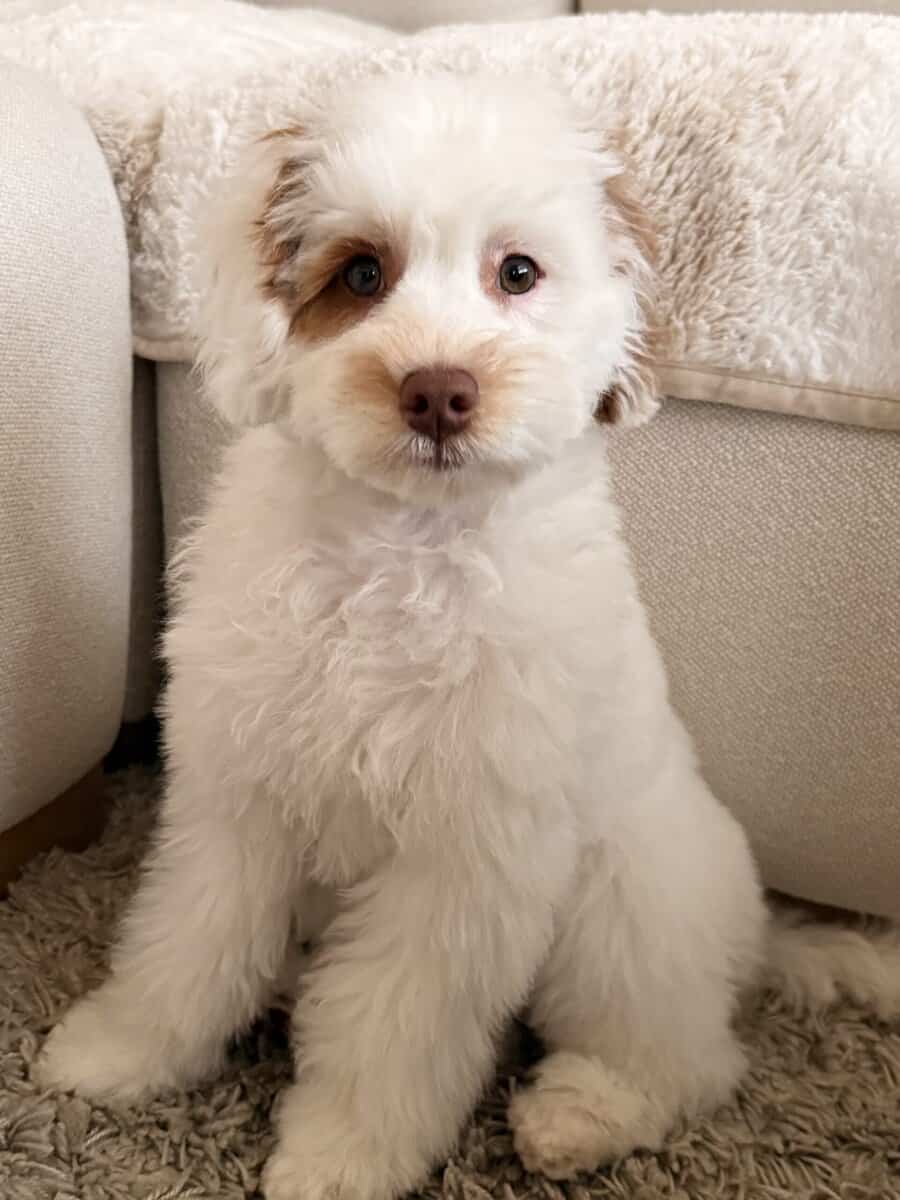 Micro Labradoodle puppy image 1