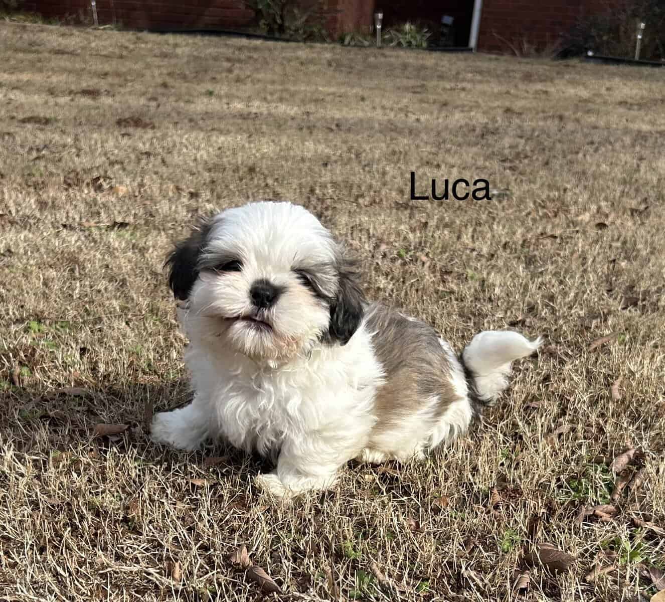 Shih Tzu Puppies ready for adoption! image 8
