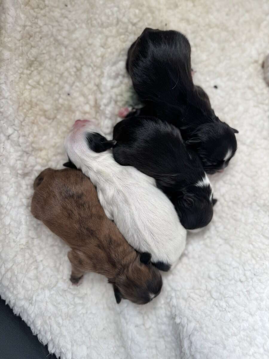 Shih Tzu Puppies image 3