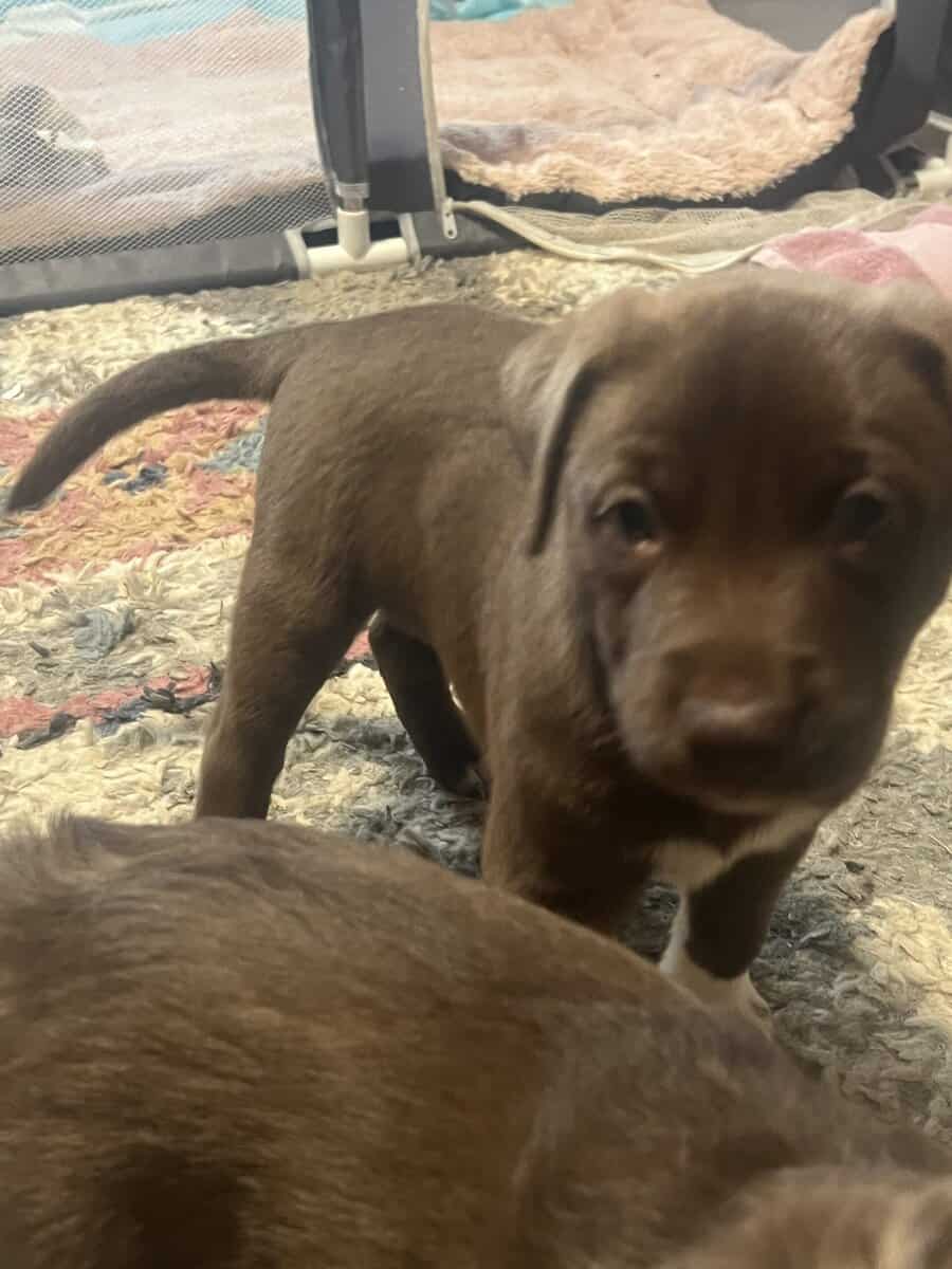 Puppies available very soon image 5