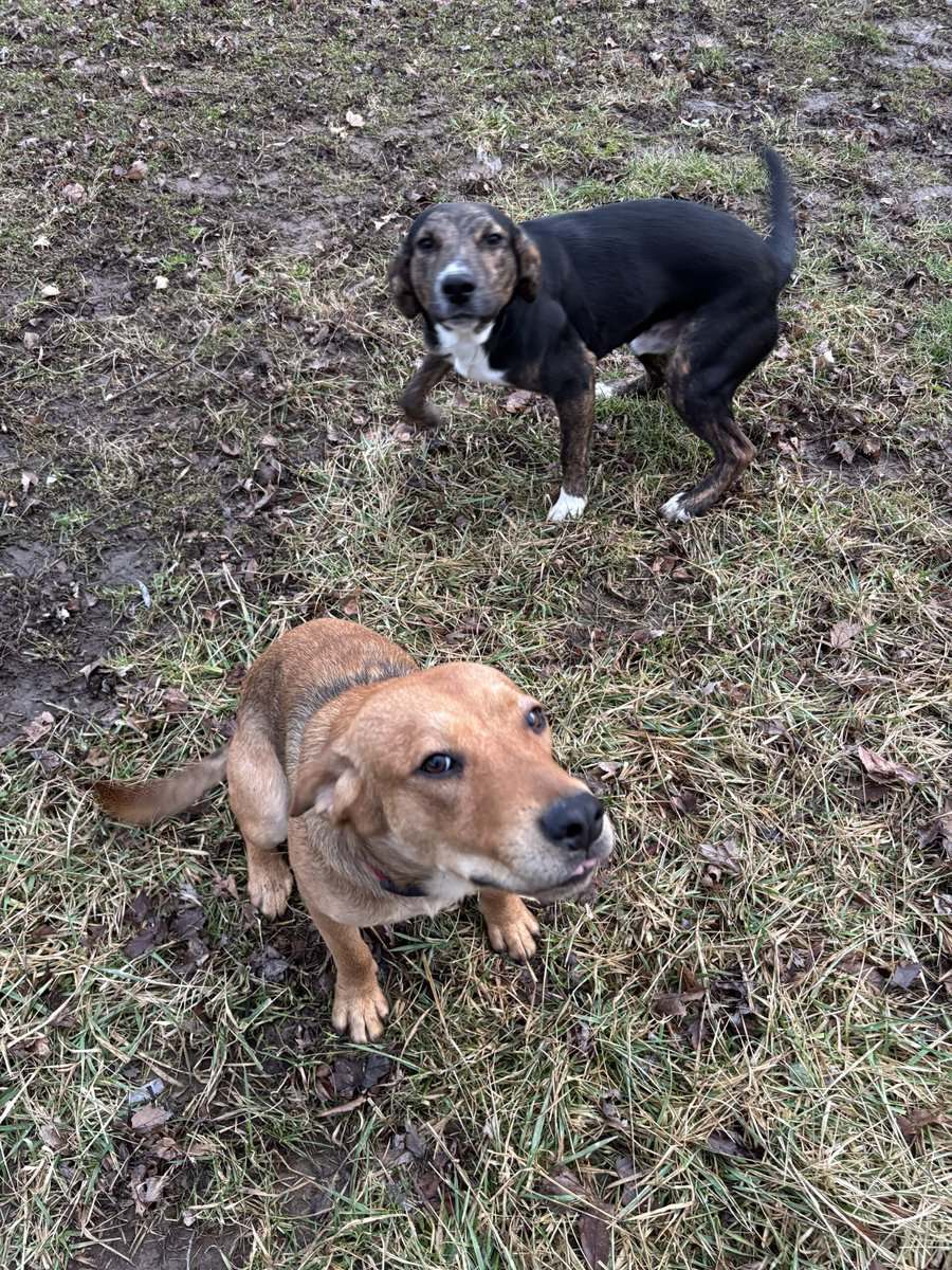 Puppies and young male dogs image 2