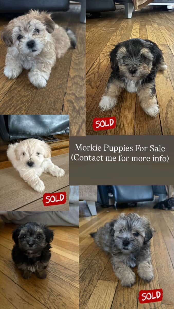 3 Girl Morkies available. image 2