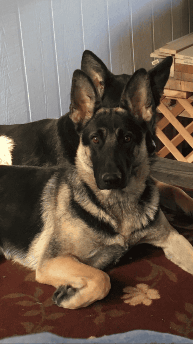 Sable German Sheperds image 13