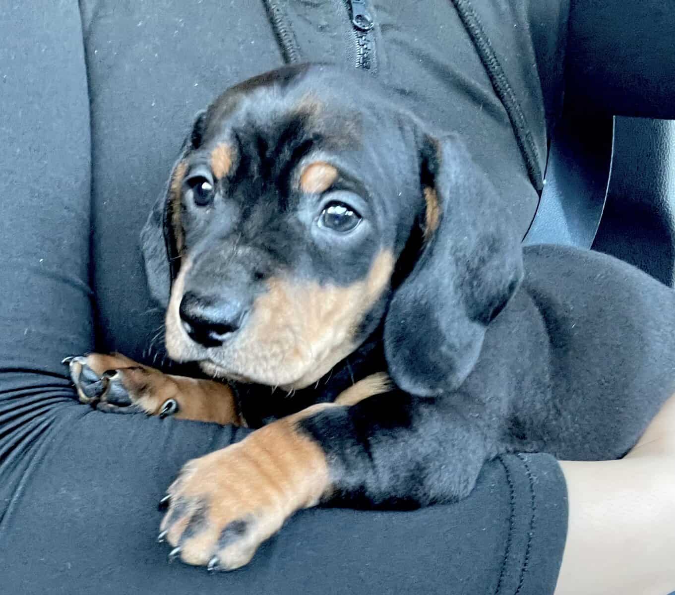 Dachshund puppy image 2