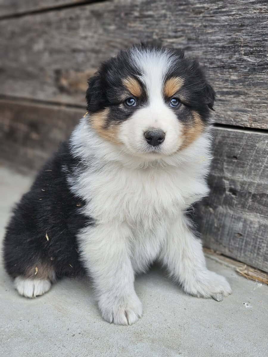 AKC Australian Shepherd Male image 1