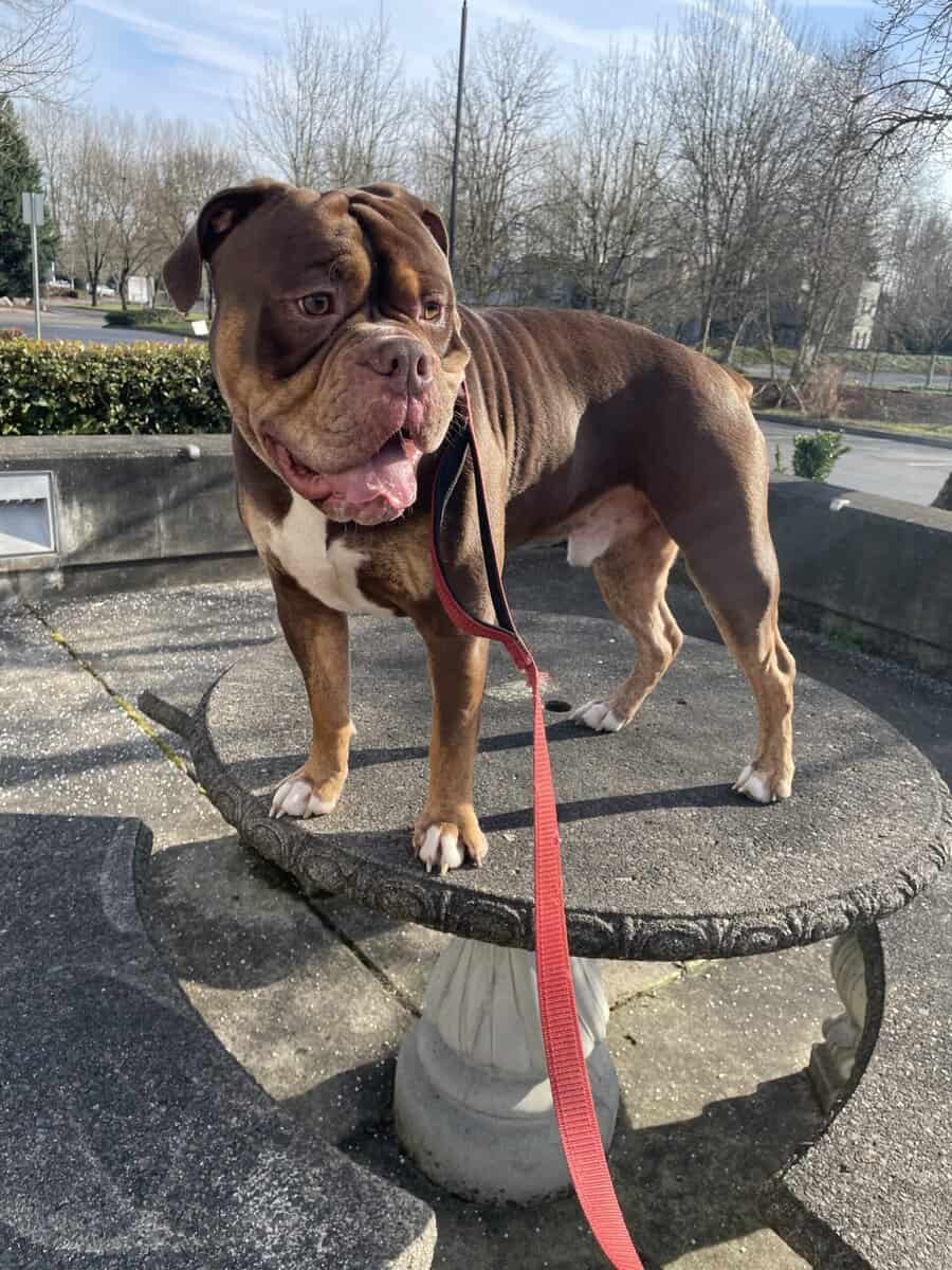 Rockey is a 1 year old olde English bulldog image 2
