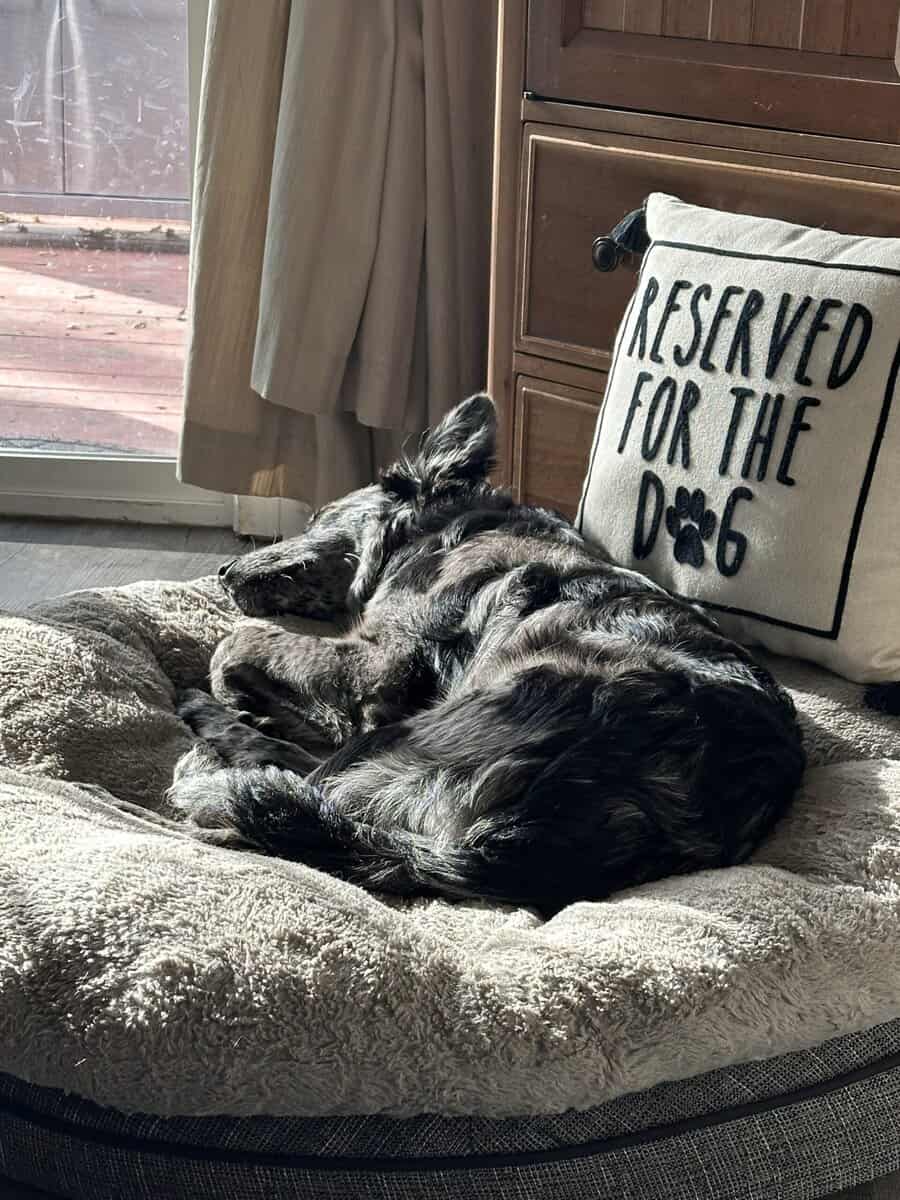 Cookie is ready for a new home! image 5