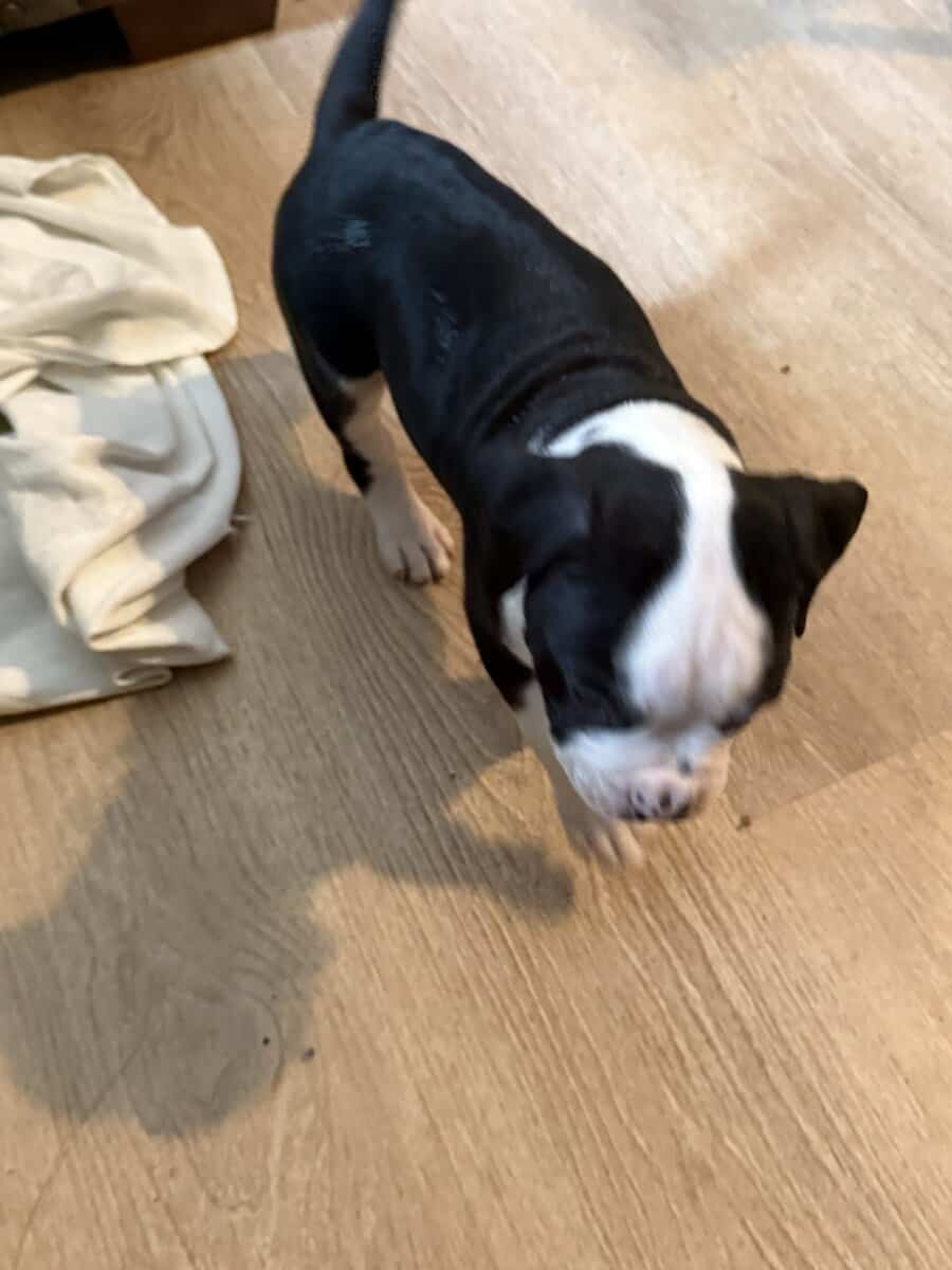 Puppies for Sale! image 11