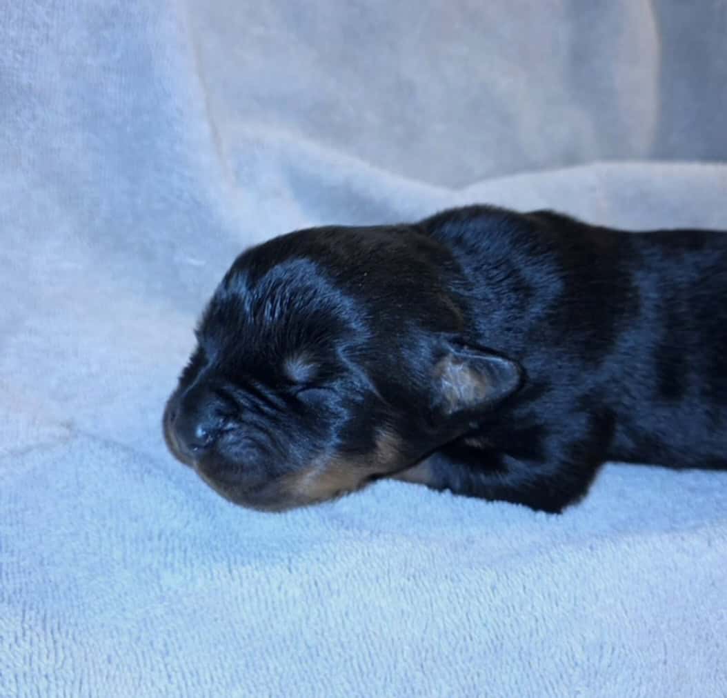 Rottweiler puppies image 1