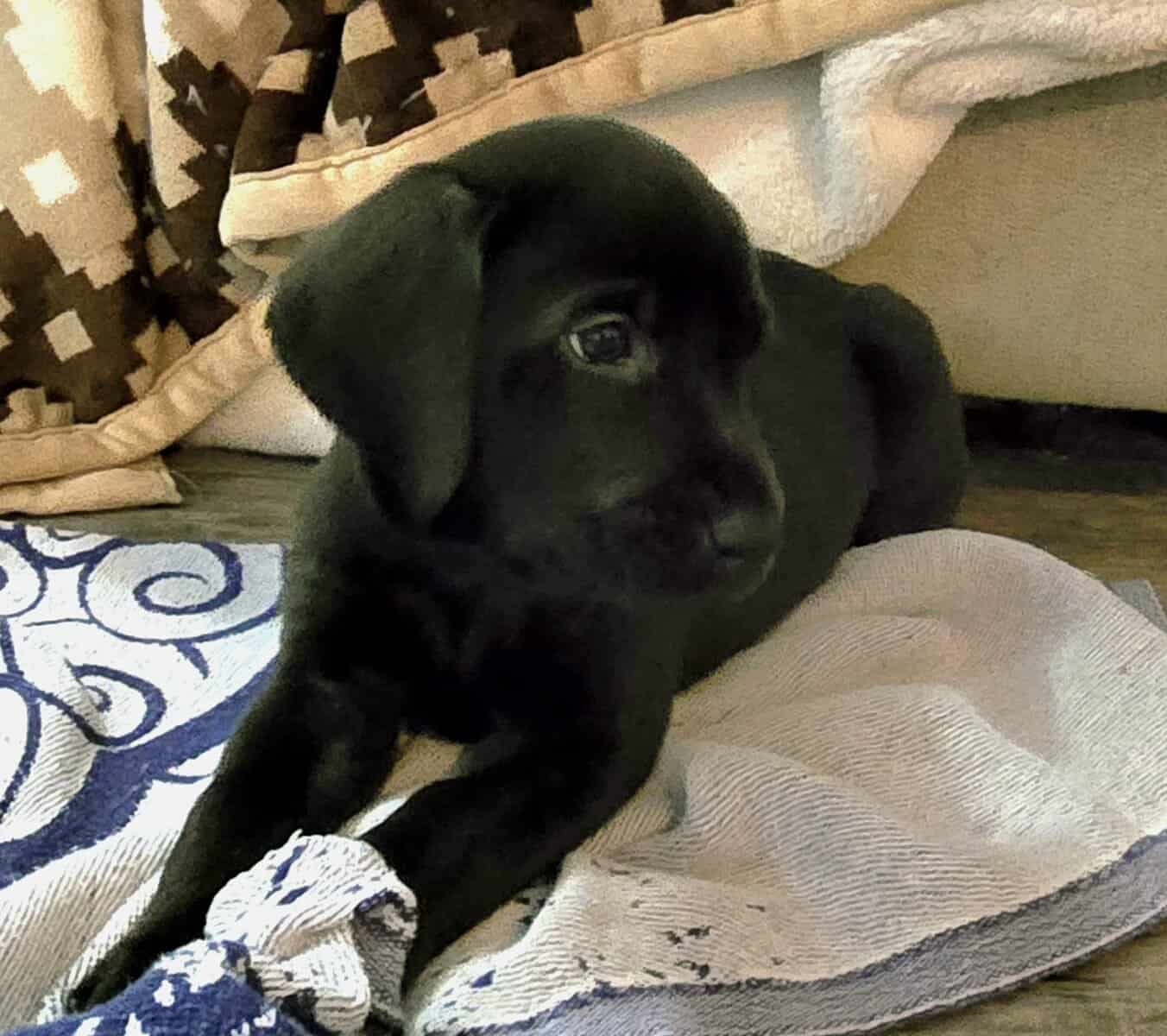 Free Puppies image 1