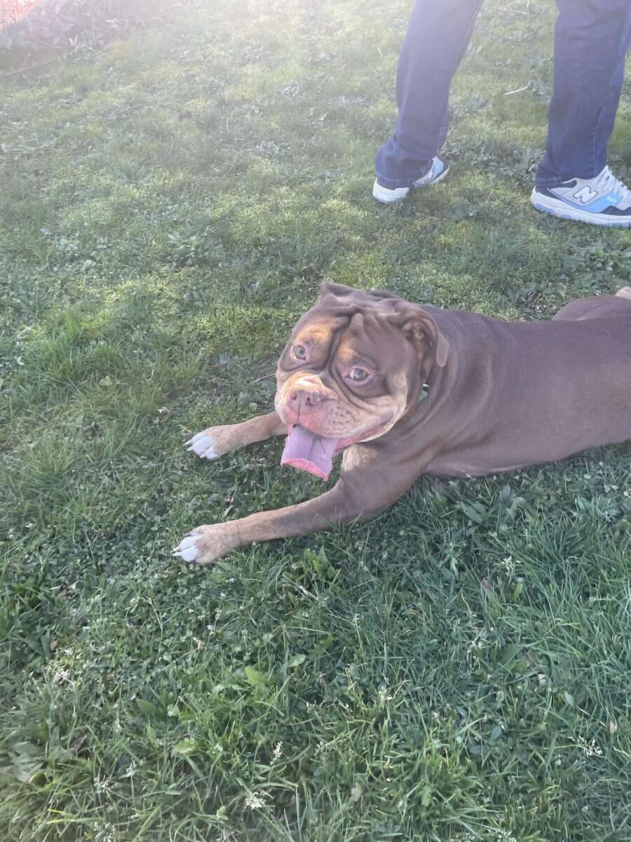 Rockey is a 1 year old olde English bulldog image 5