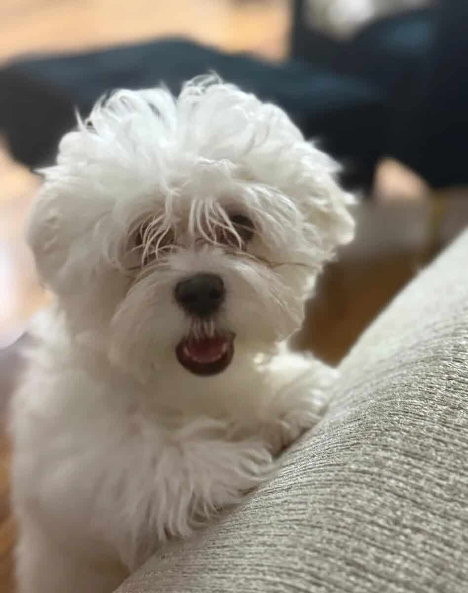 Adorable purebred Maltese puppy image 2