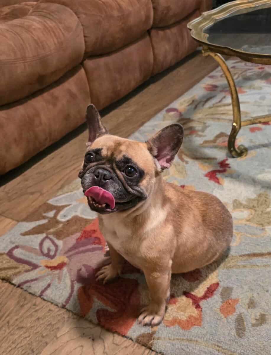Rehoming a 5 year old spayed french bulldog female image 3