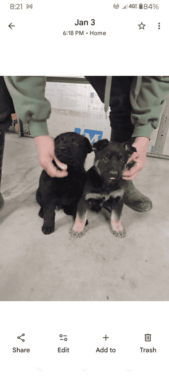 For sale Belgian malinois German Shepherd mixed pu image 2