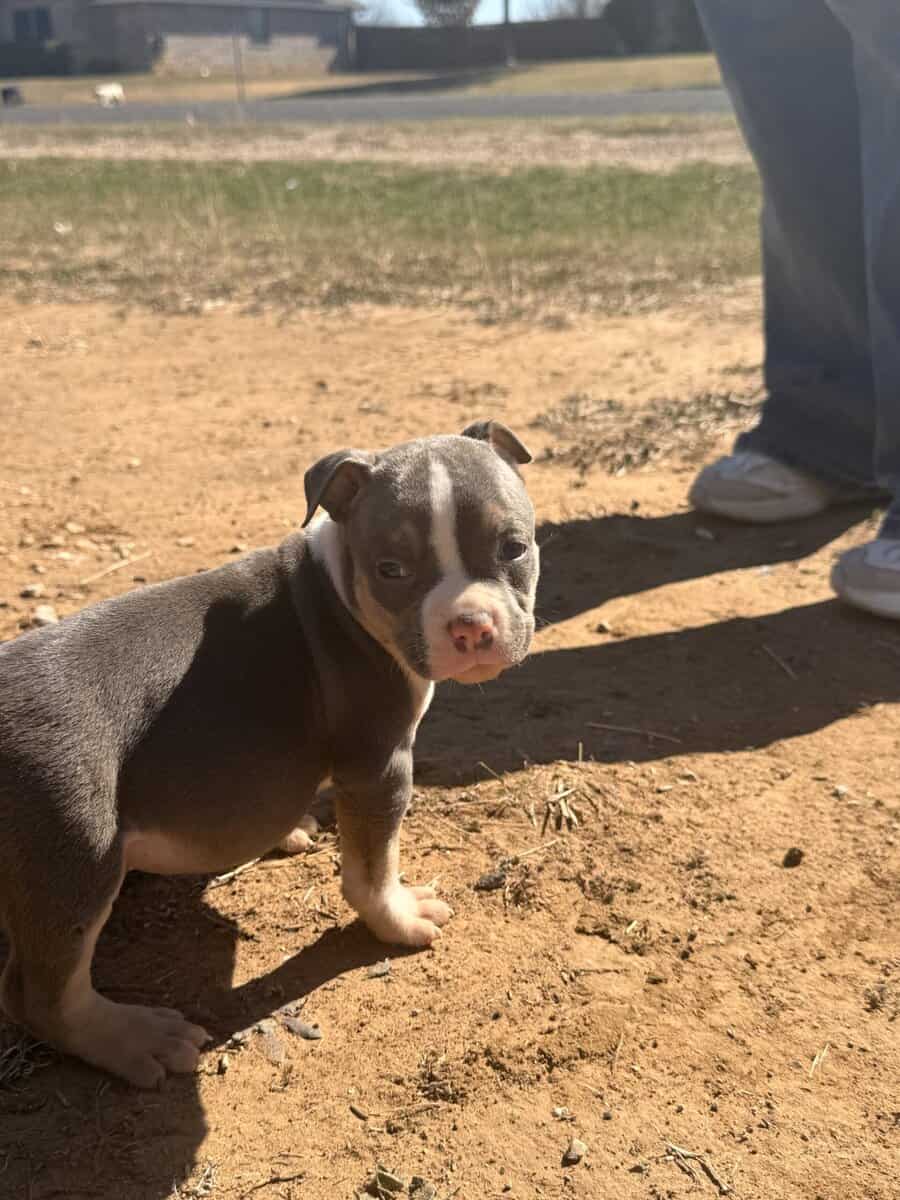 American Bullys image 6