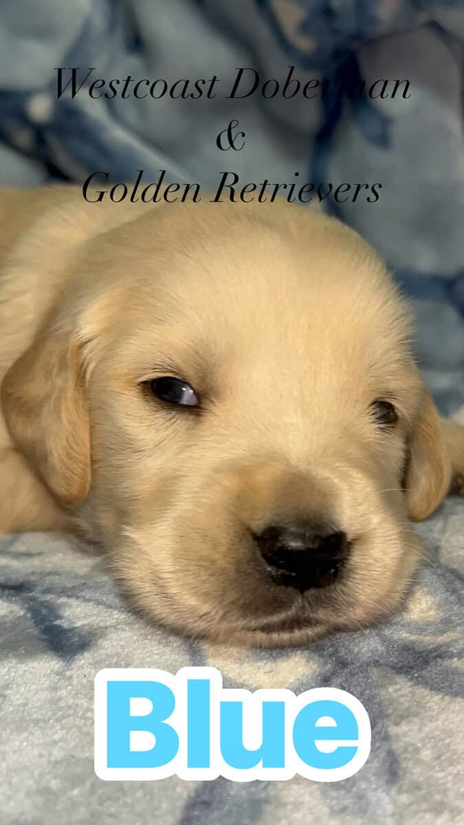 Golden Retriever puppies image 2
