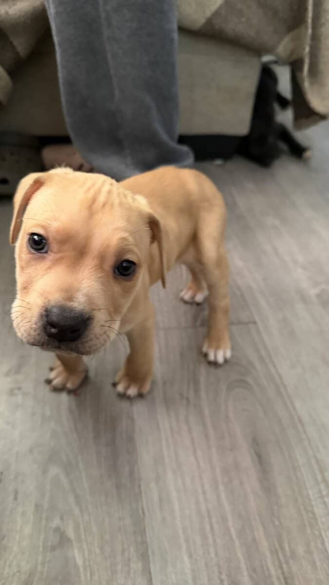 Pit bull puppies for sale!!! image 1
