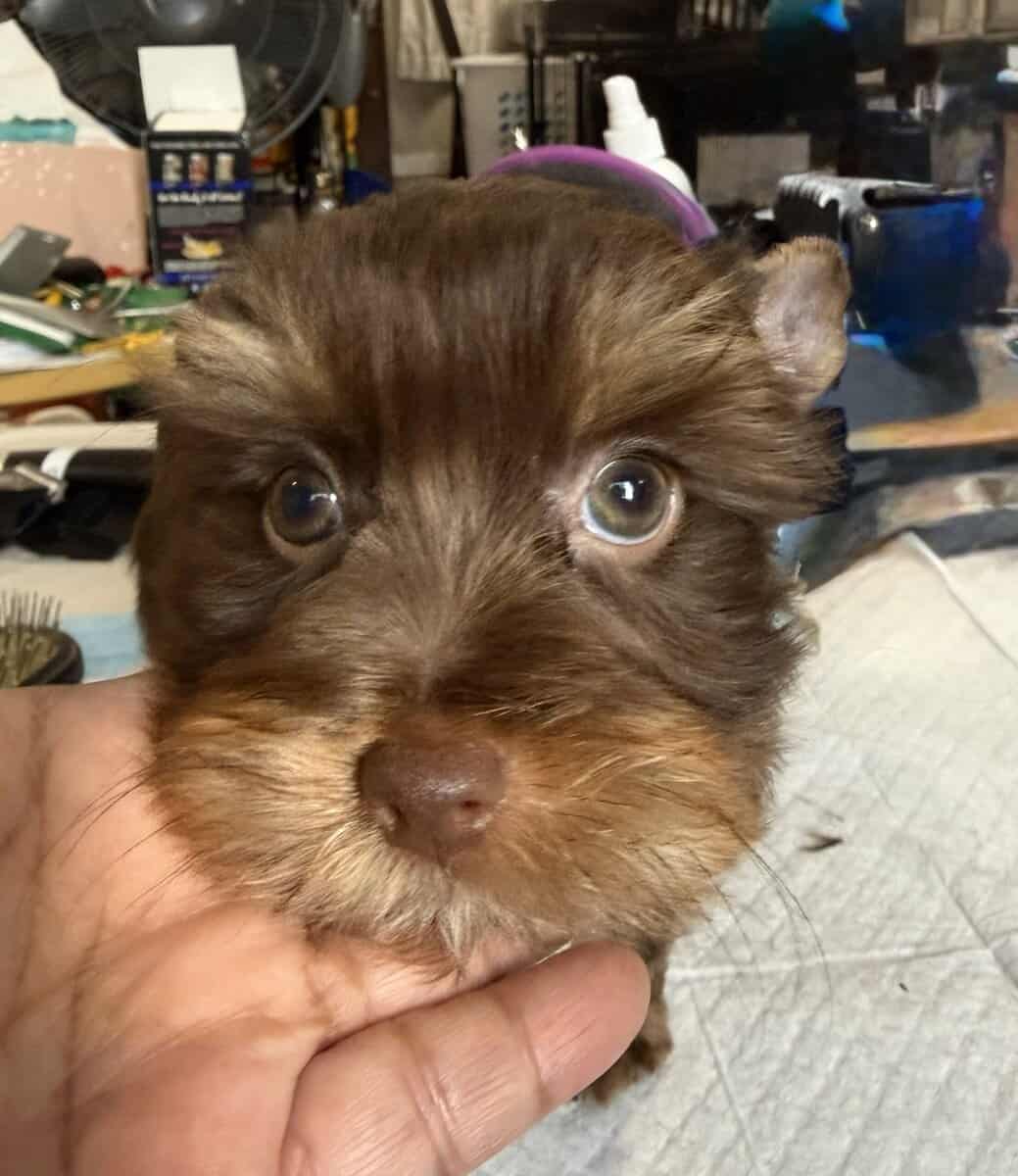 Rare Bitter Chocolate Yorkipoo cuddle bug image 3