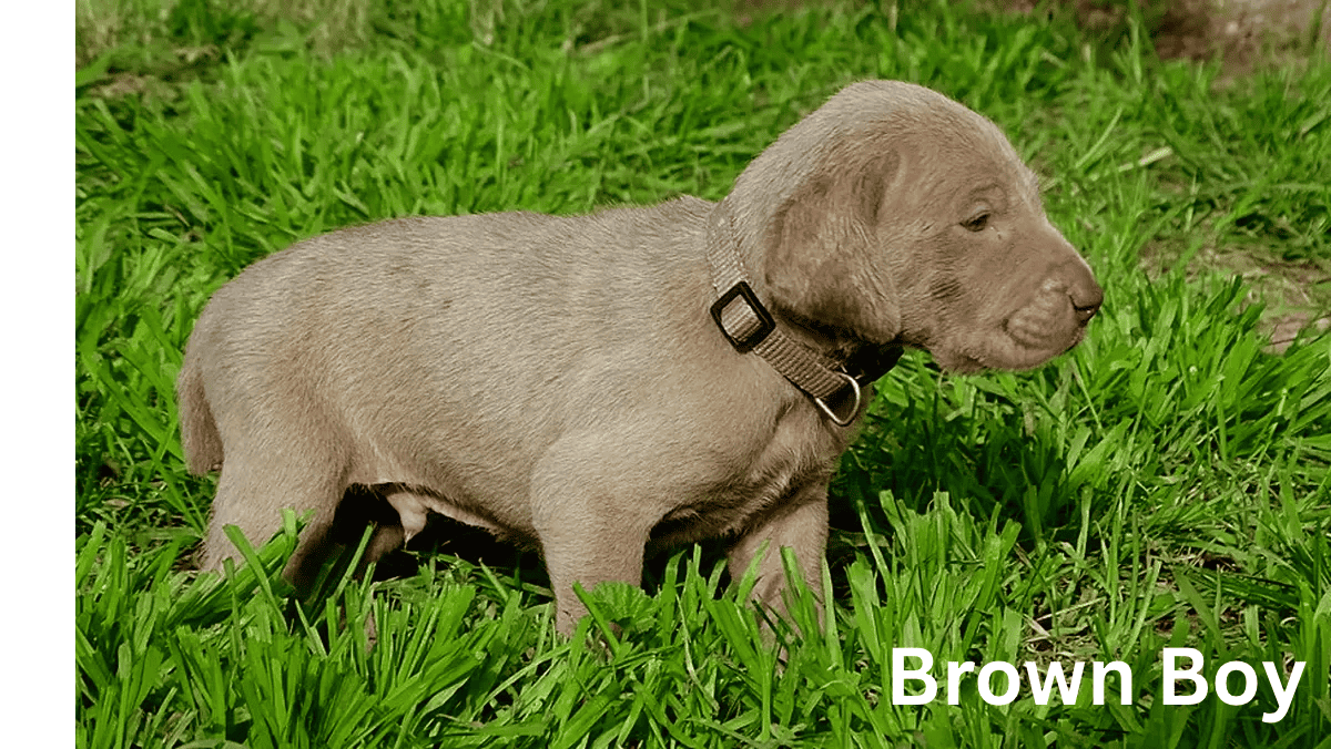 Weimaraner Puppies image 2