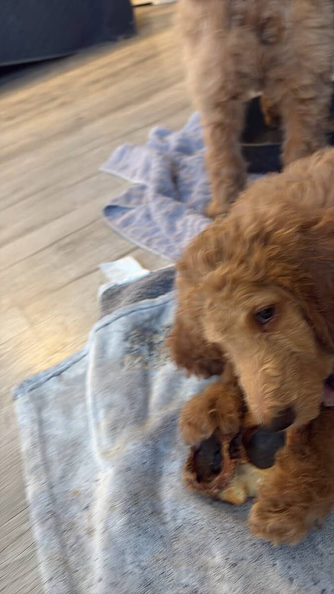 AKC standard poodle puppies image 7