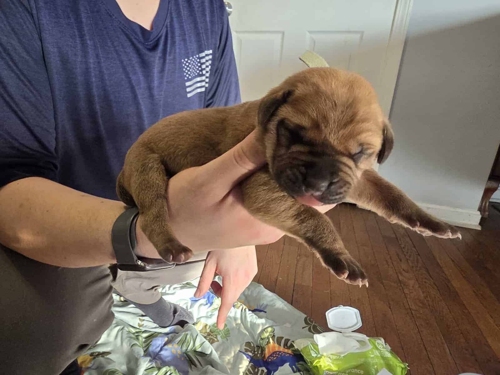 English mastiffs puppies for sale image 10