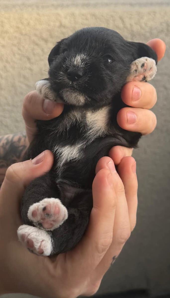 Miniature Schnauzer puppies image 2