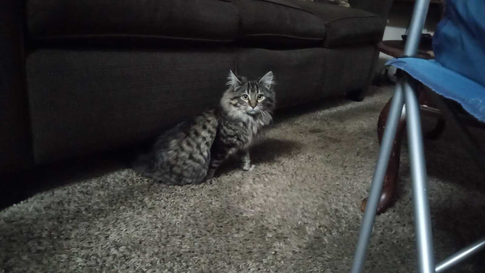 Free Kittens image 1