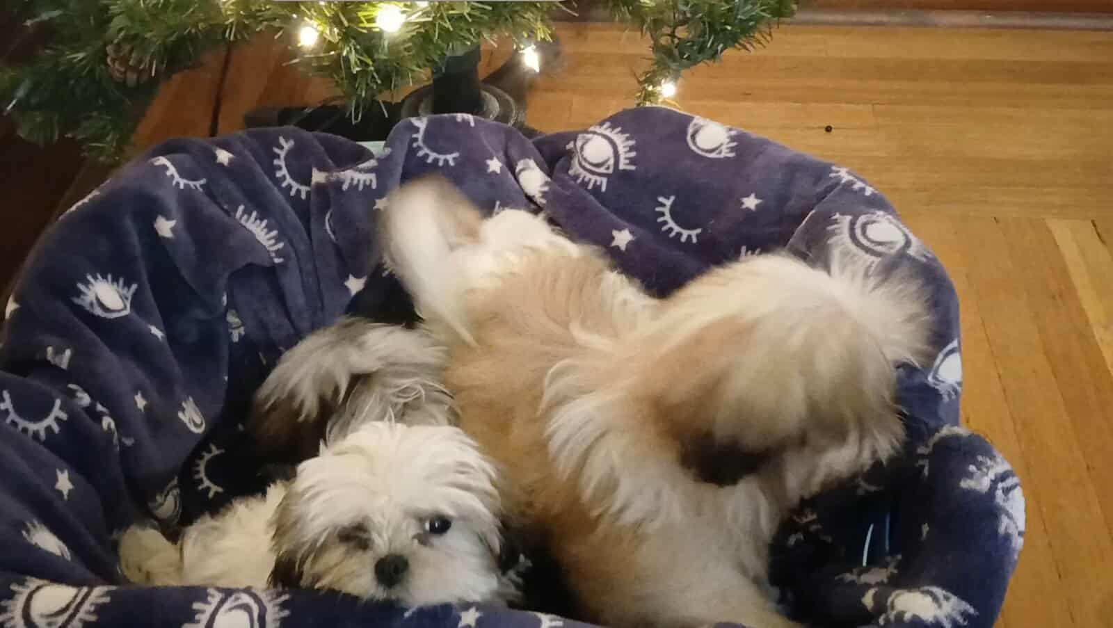 Shihtzu Puppy! image 3