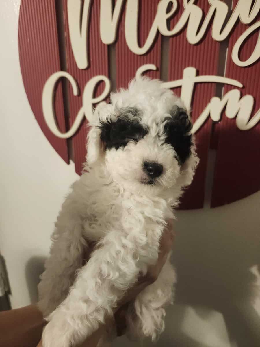 Pomapoo and Maltipoo image 6