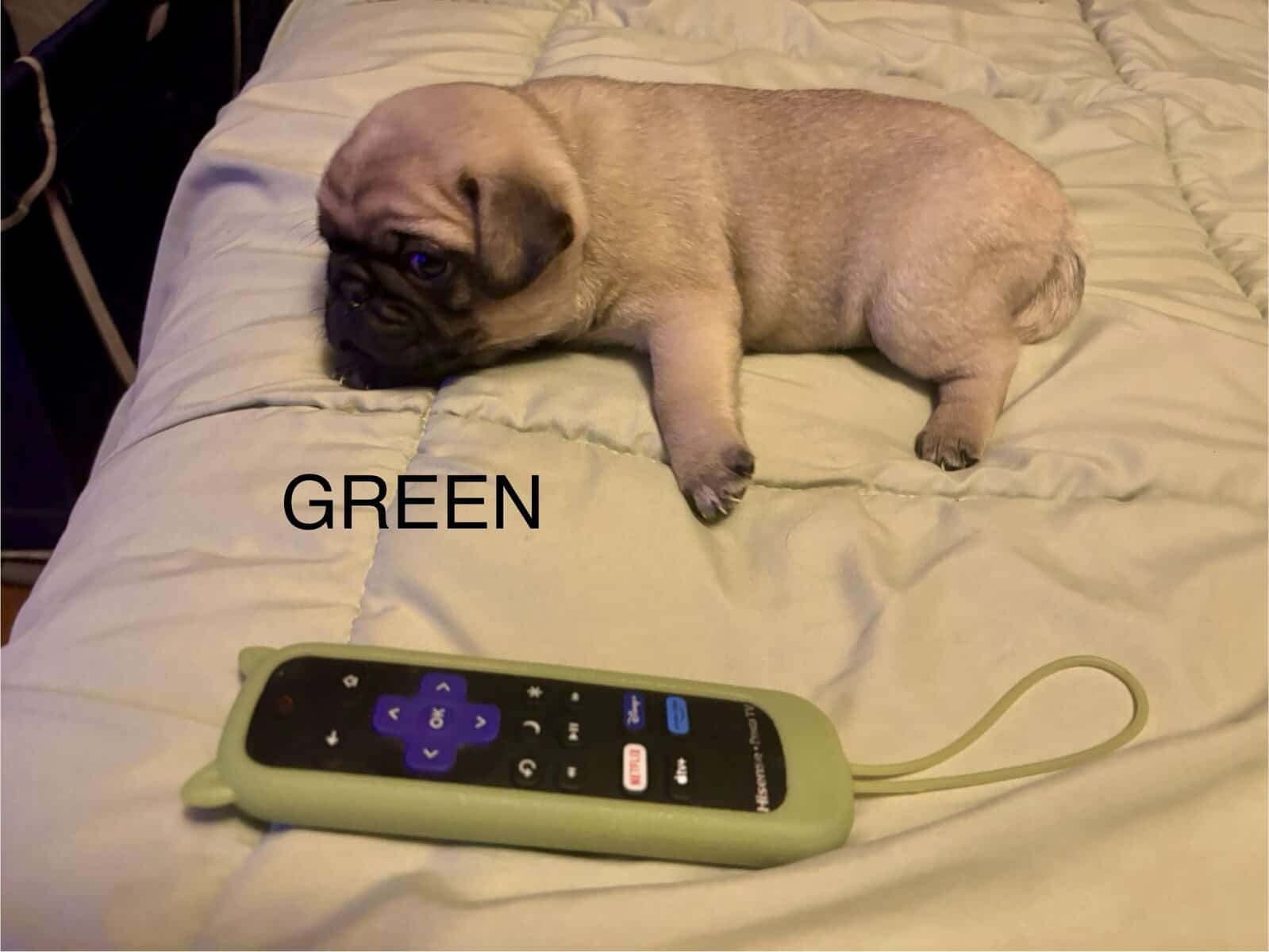 PUG PUPPIES!! image 4