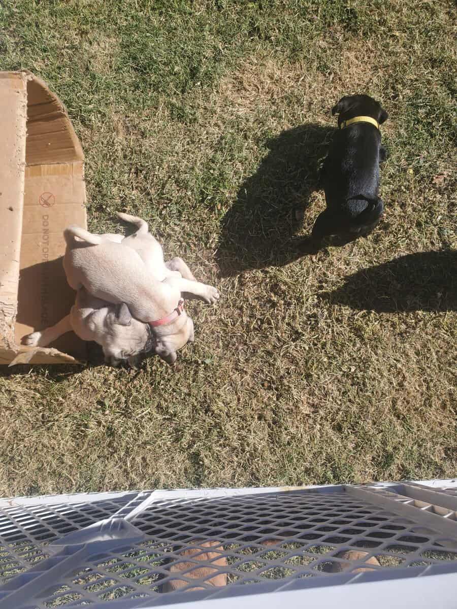 Pug puppies for sale image 8