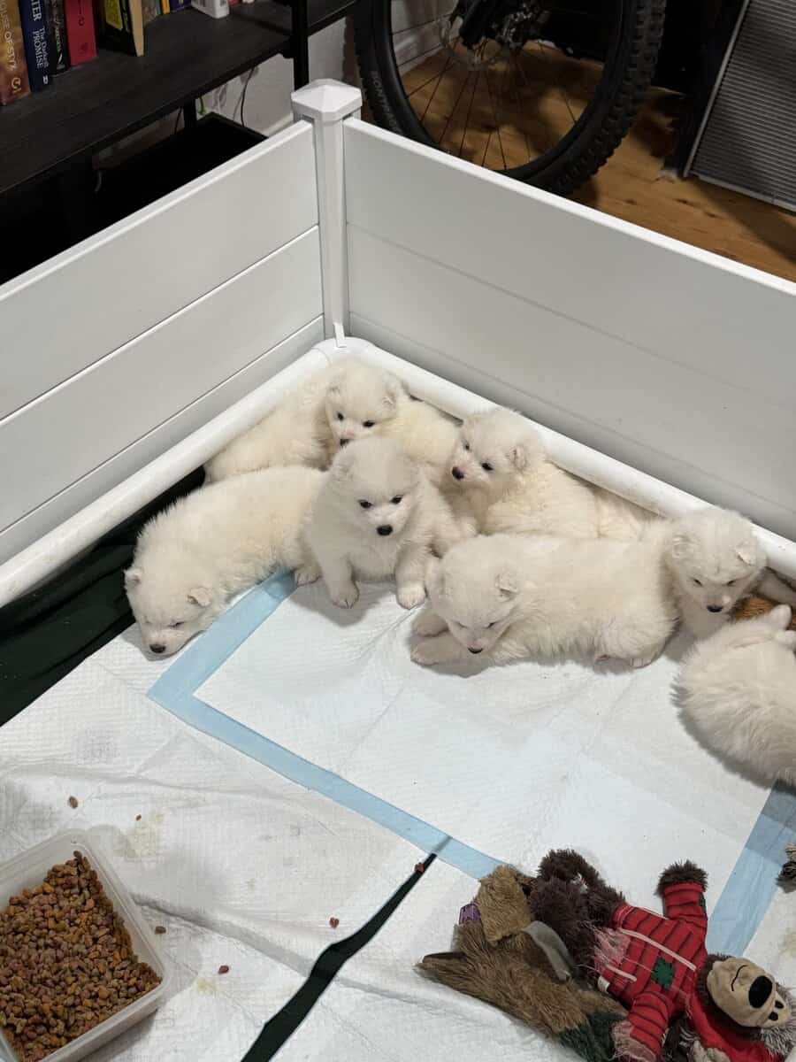 Beautiful Samoyed Puppies image 7