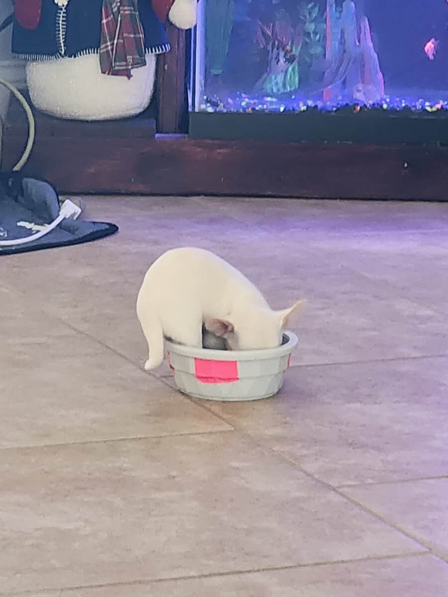MALE CHIHUAHUA PUPPY image 5