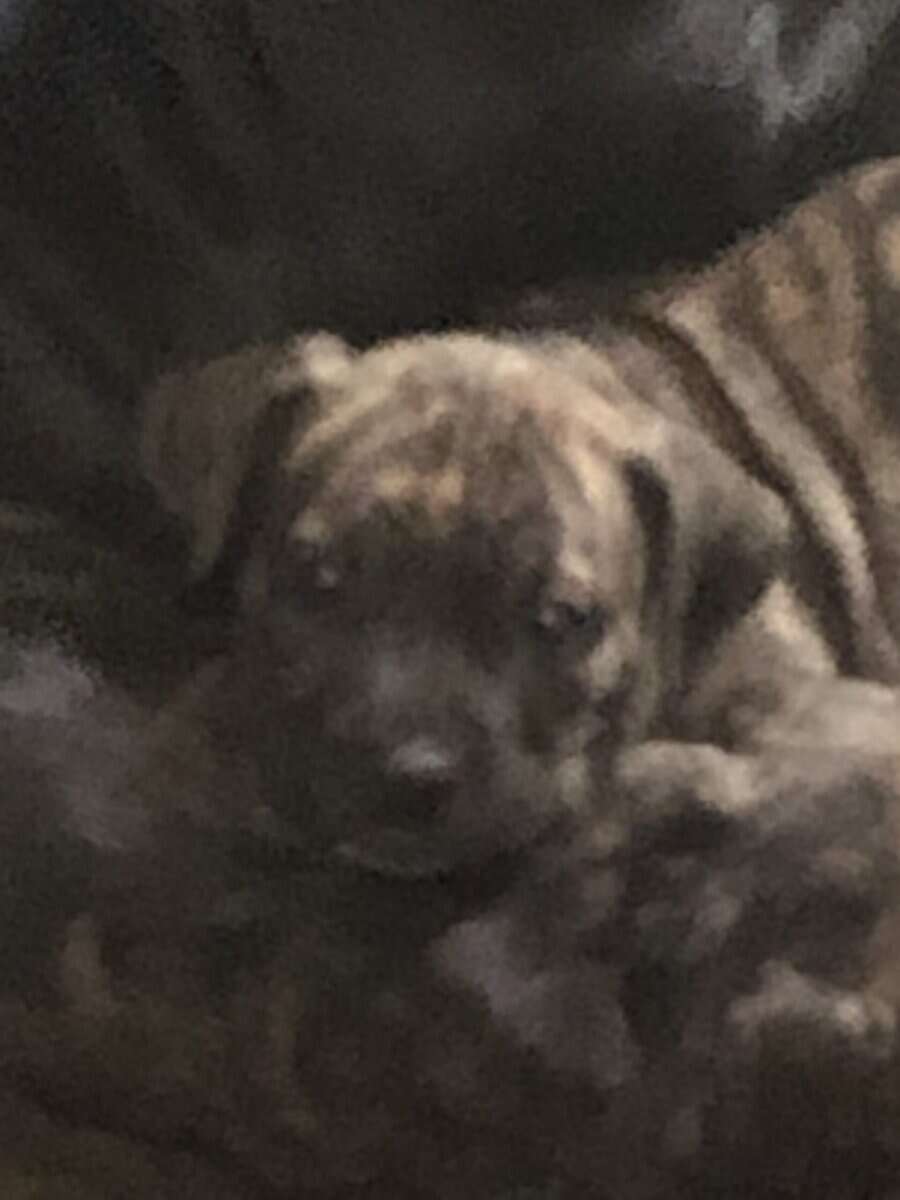 Cane corso x pit bull puppies image 3