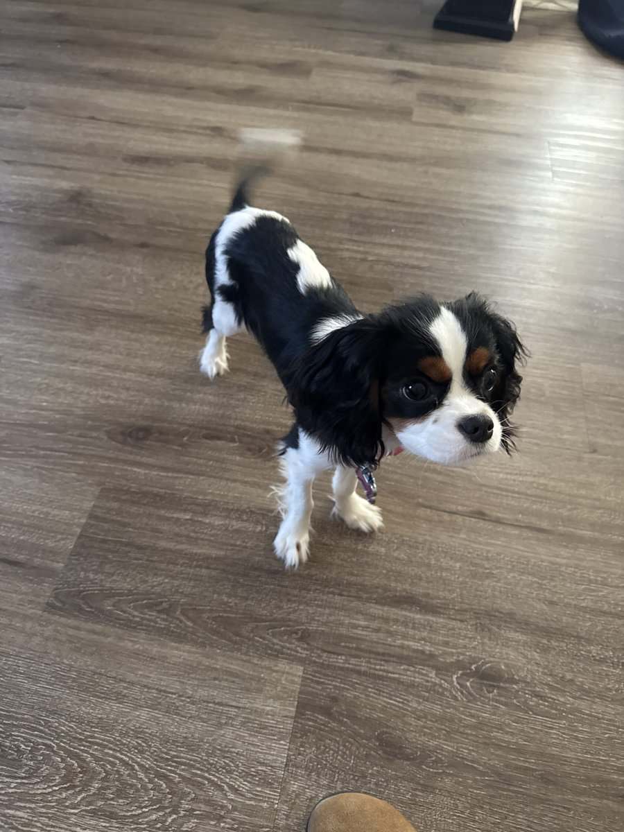 6 mos old king cavalier akc tricolor puppy image 2